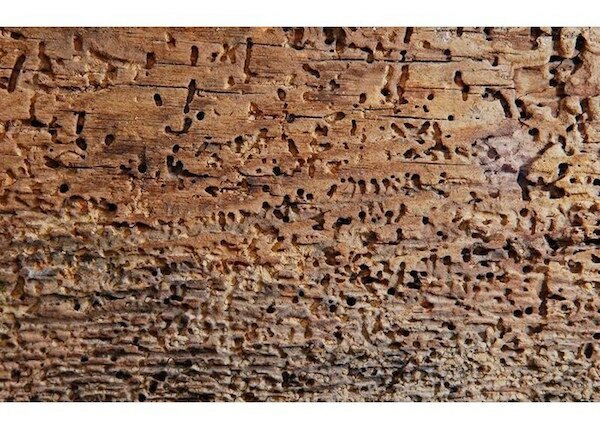 Как защитить древесину от насекомых